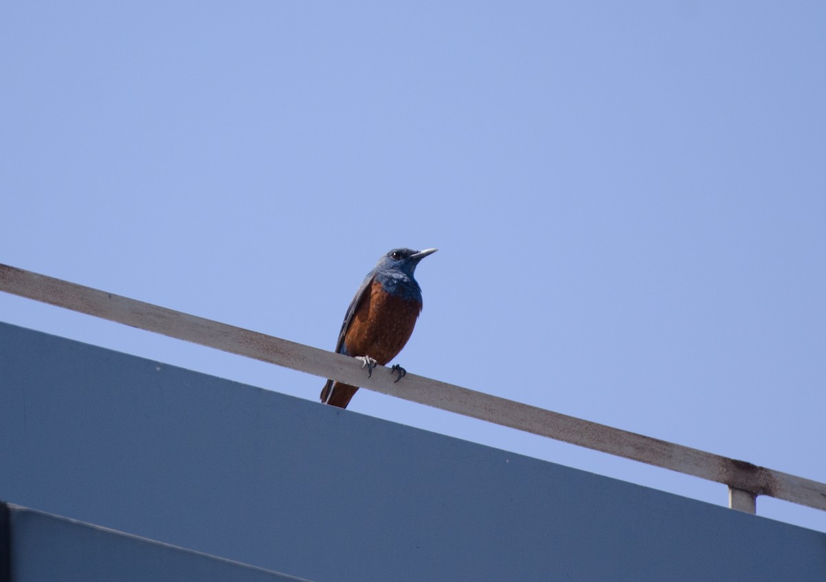 Blue Rock-Thrush (philippensis) - ML325071071