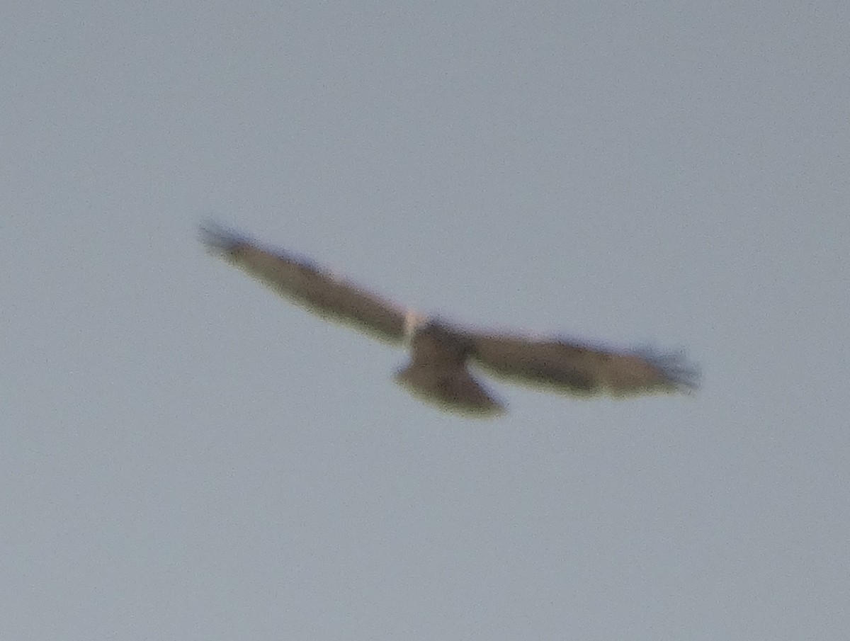 Buteo sp. - ML325072401