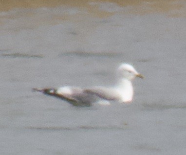 Common Gull - ML325072441