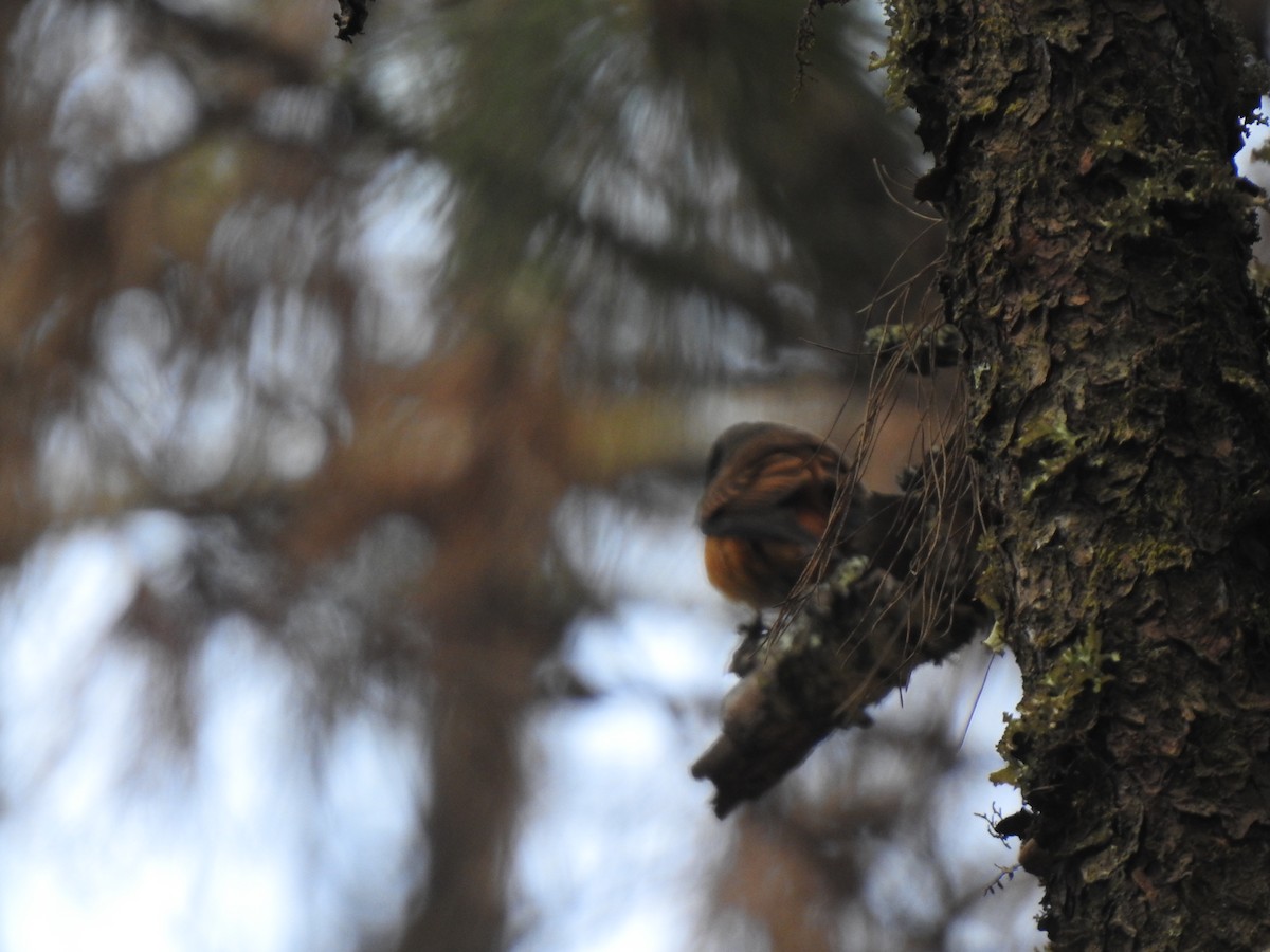 Ferruginous Flycatcher - Peter Lang