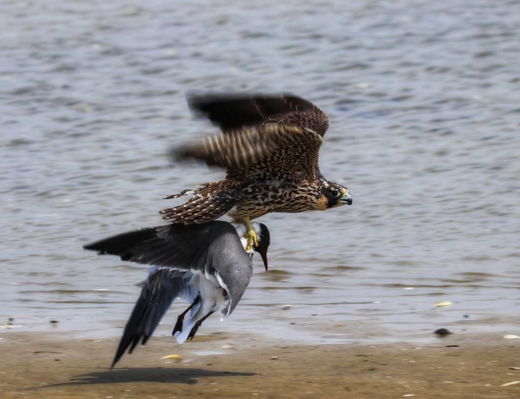 Peregrine Falcon - ML325073141