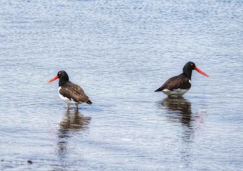 American Oystercatcher - ML325073241