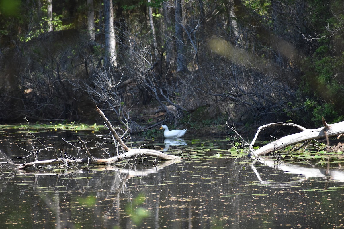 Muscovy Duck (Domestic type) - ML325073591