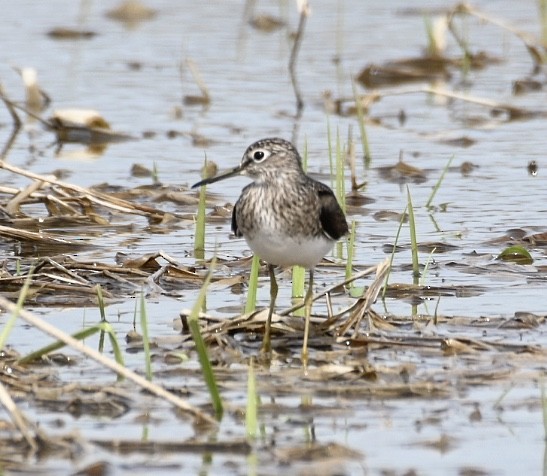 Solitary Sandpiper - ML325075741