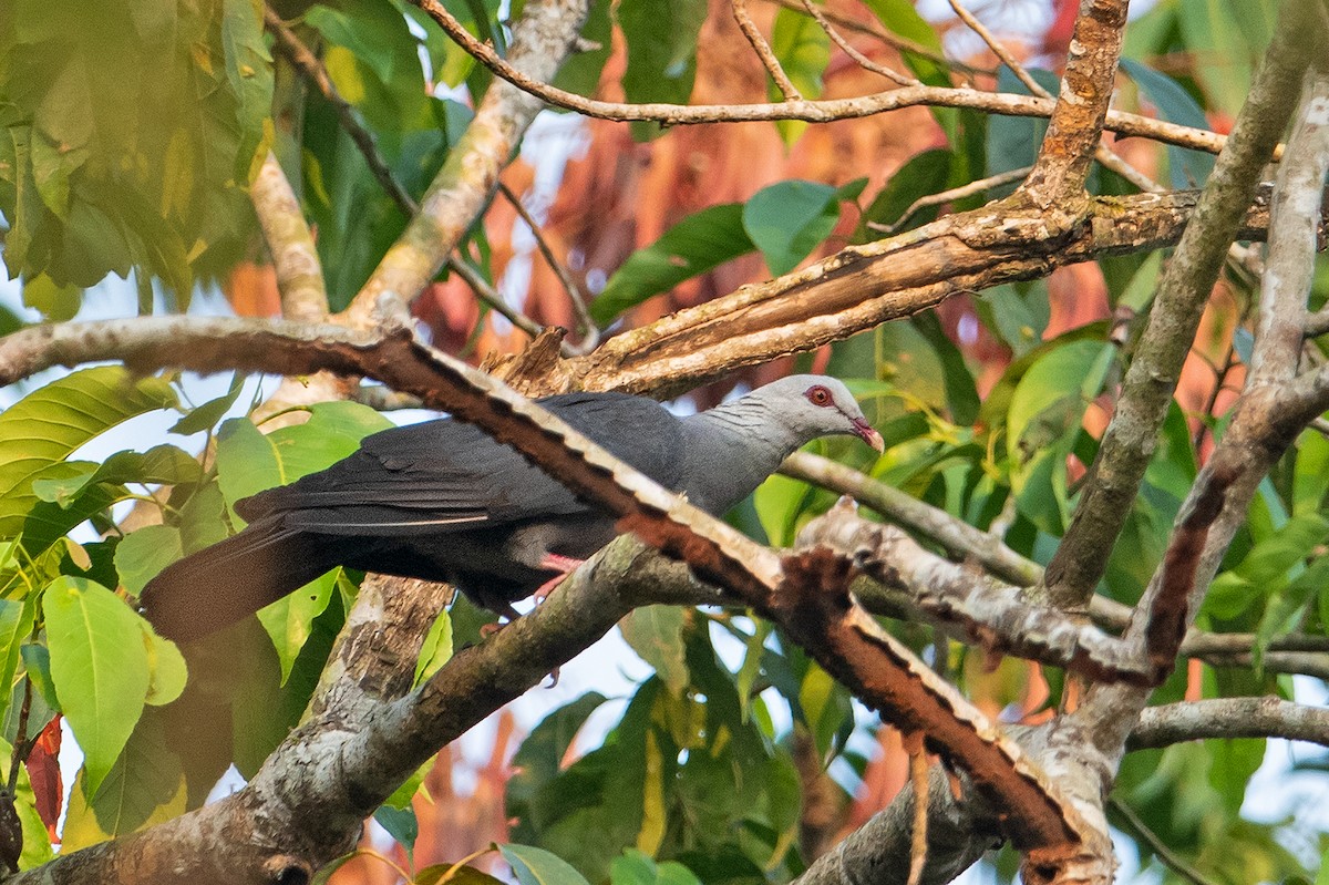 Andaman Wood-Pigeon - ML325077381