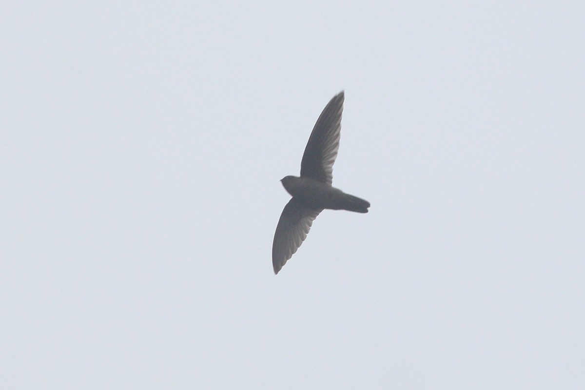 Himalayan Swiftlet - ML325077681