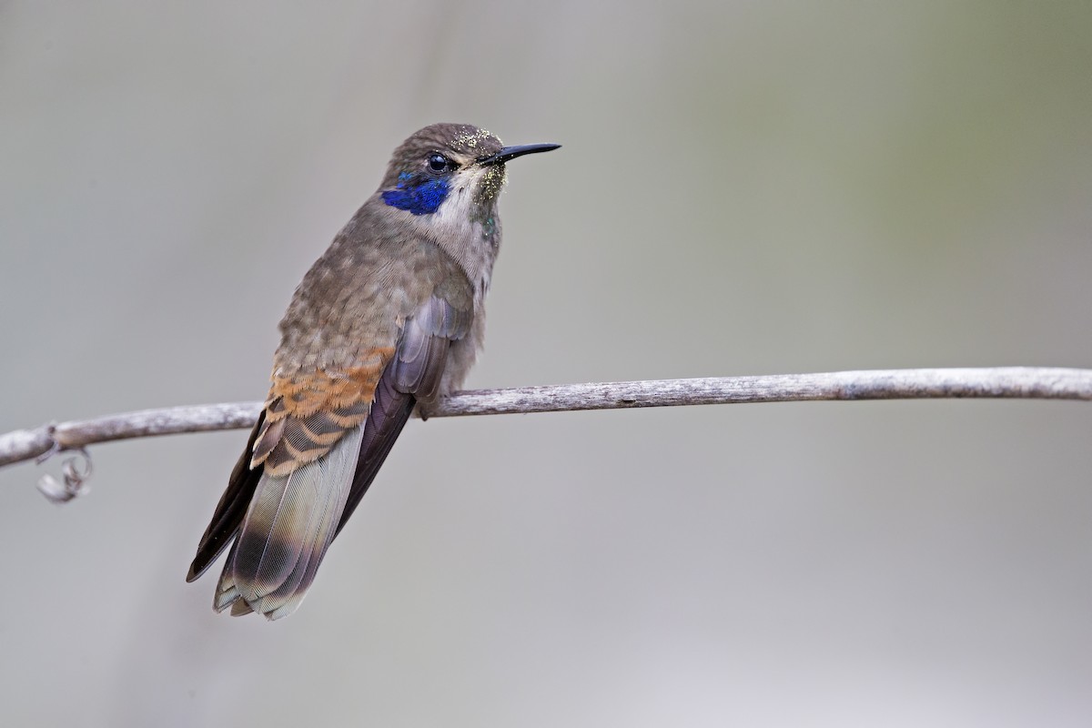 Brown Violetear - ML325078231