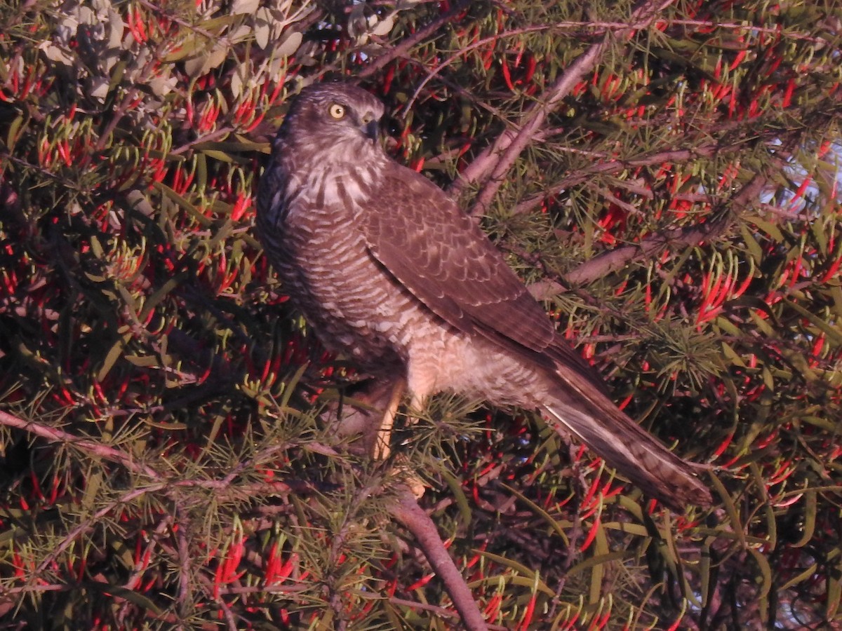 Brown Goshawk - ML325078541