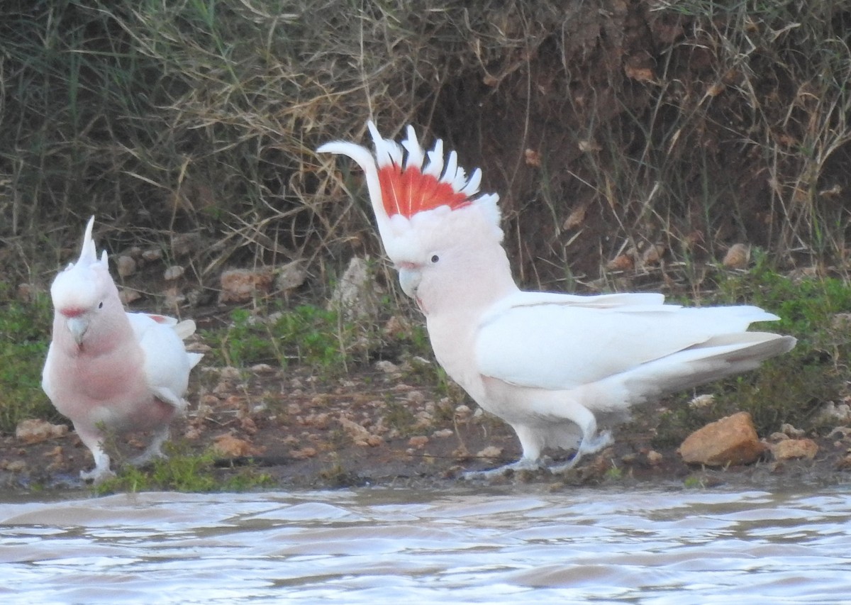 Pink Cockatoo - William Cormack