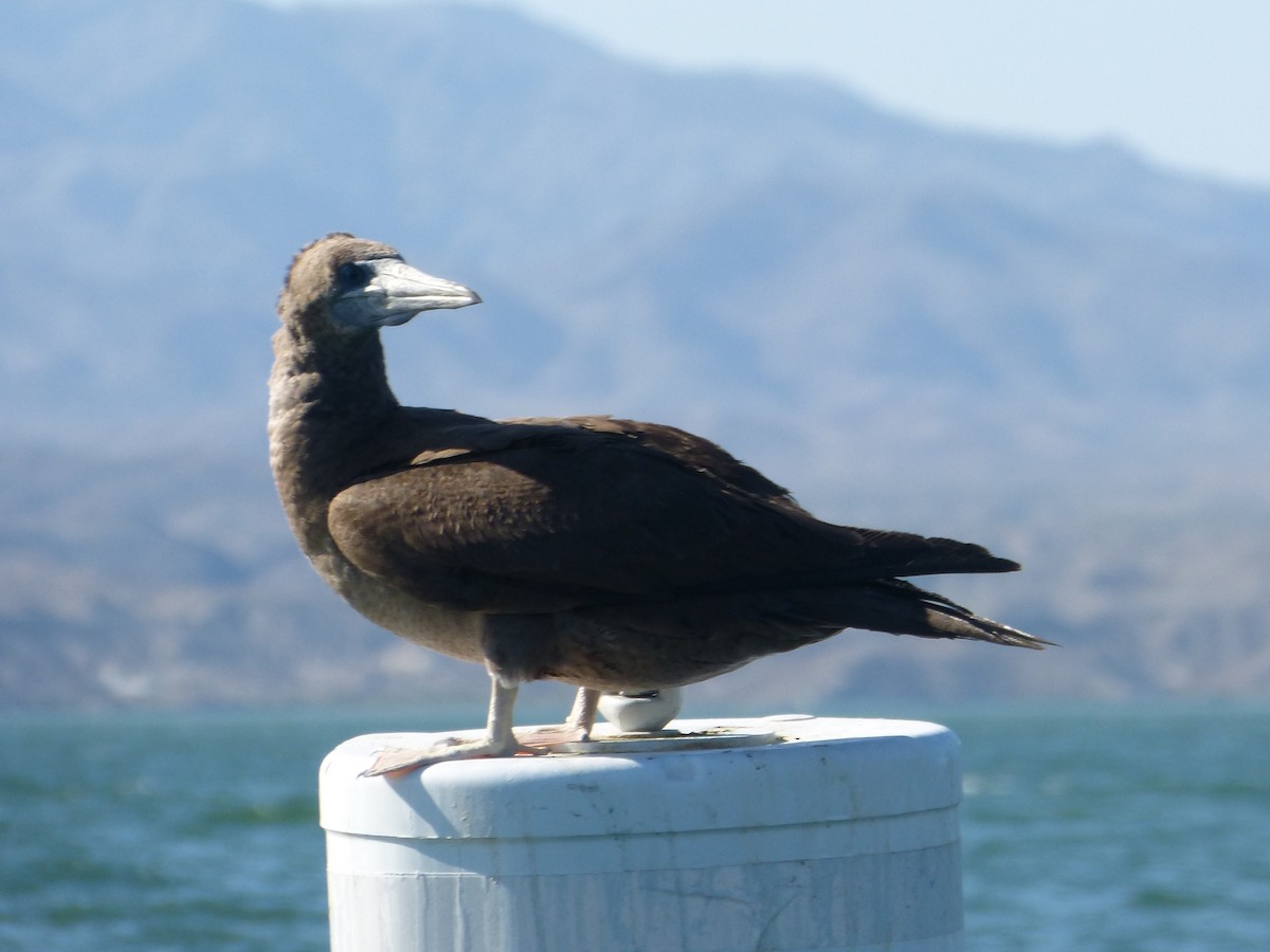 Brown Booby - Howard King