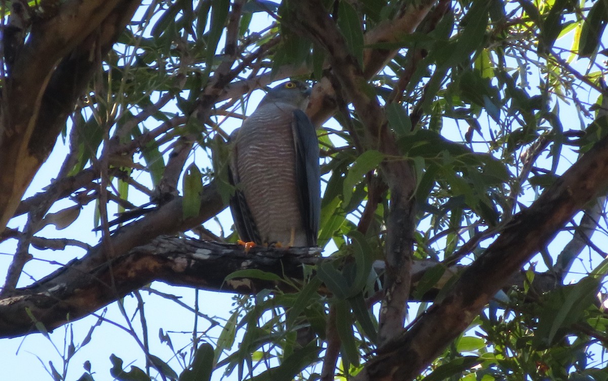 Collared Sparrowhawk - ML325080751