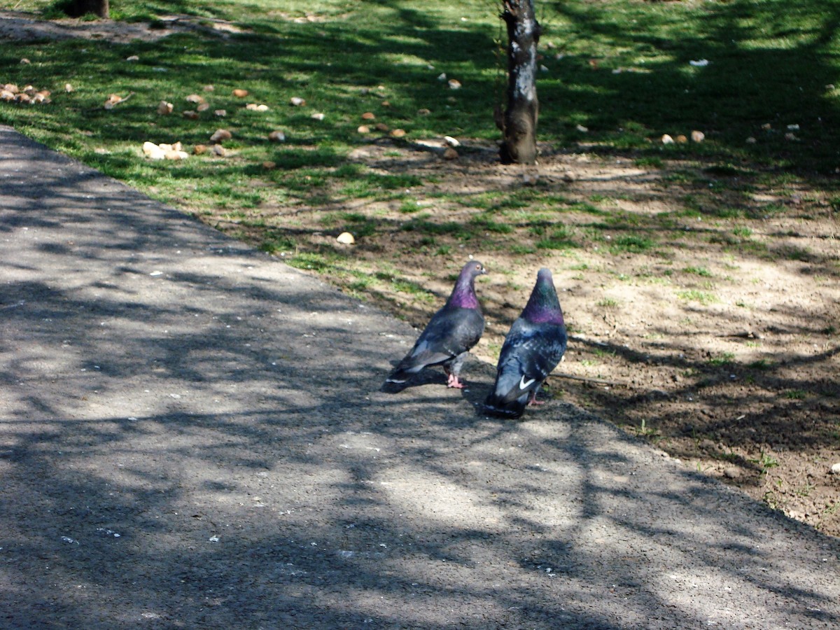 Rock Pigeon - ML325081851