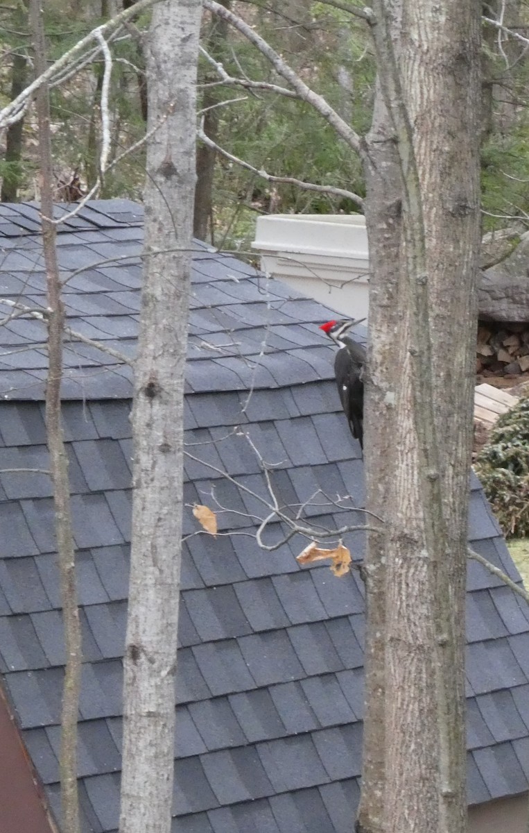 Pileated Woodpecker - ML325086801