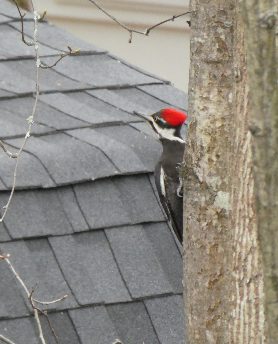Pileated Woodpecker - ML325086881
