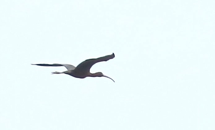 ibis hnědý - ML325087401