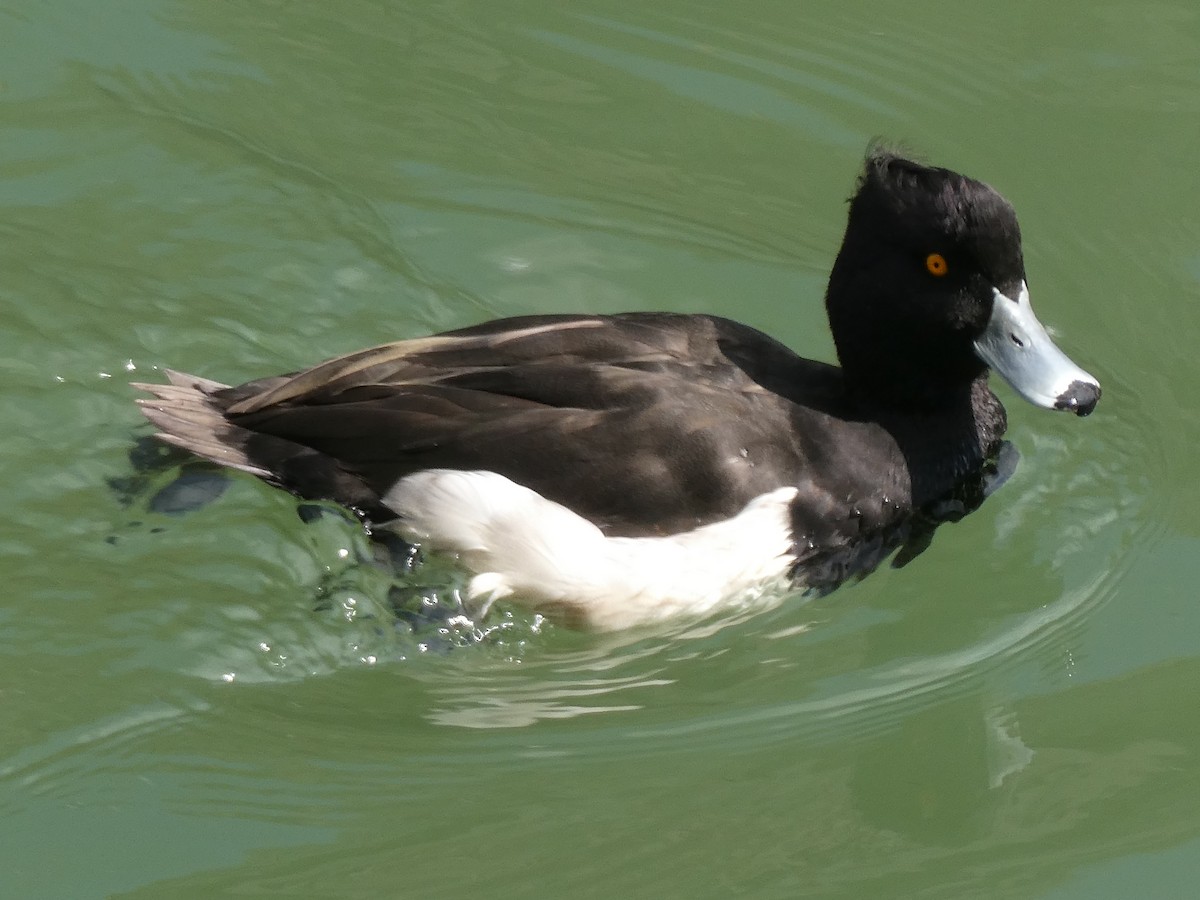 Tufted Duck - Mikel Libano