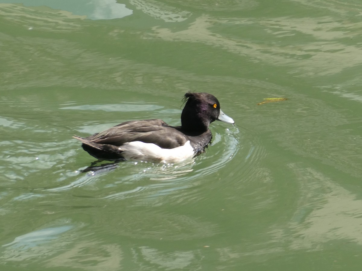 Tufted Duck - ML325090441