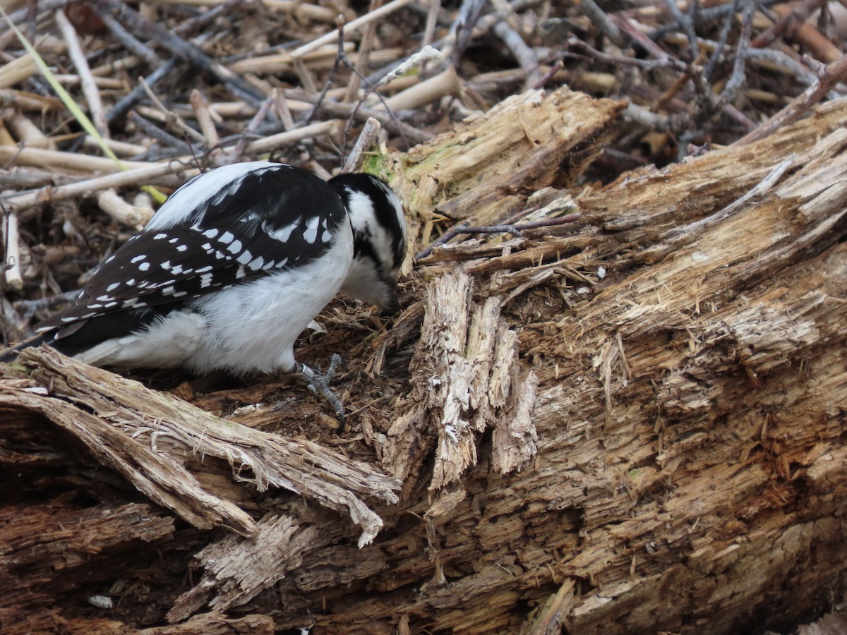 Hairy Woodpecker - ML325090851