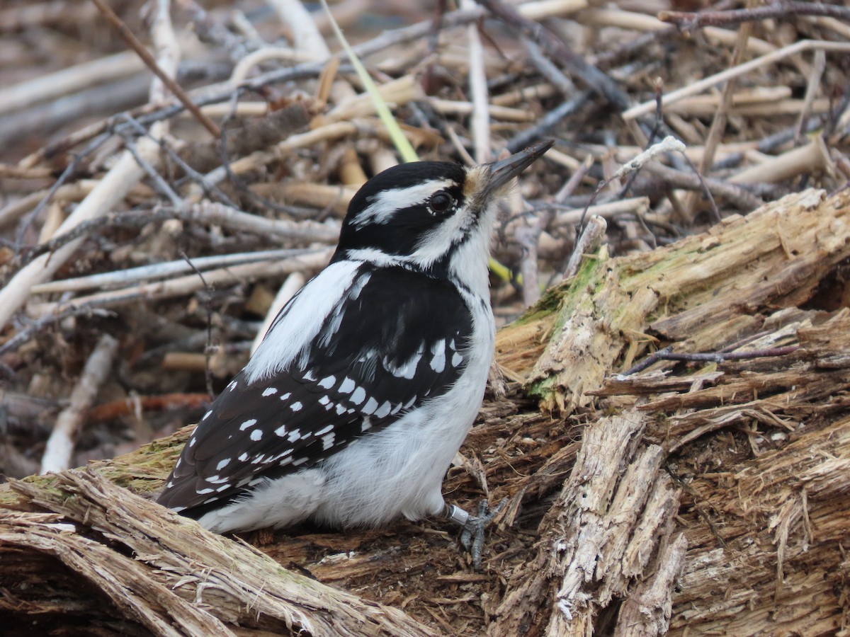 Hairy Woodpecker - ML325090941