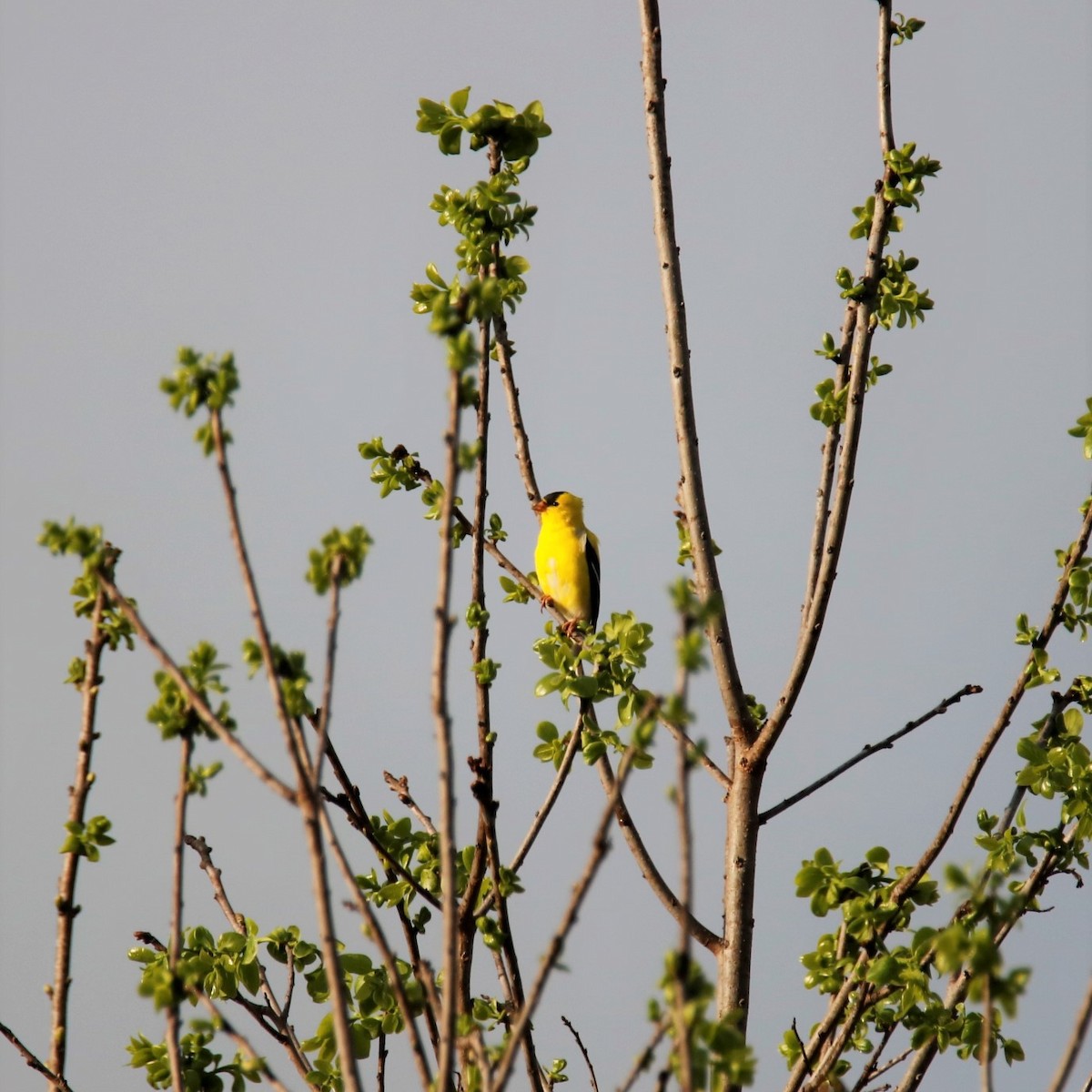 American Goldfinch - ML325091011