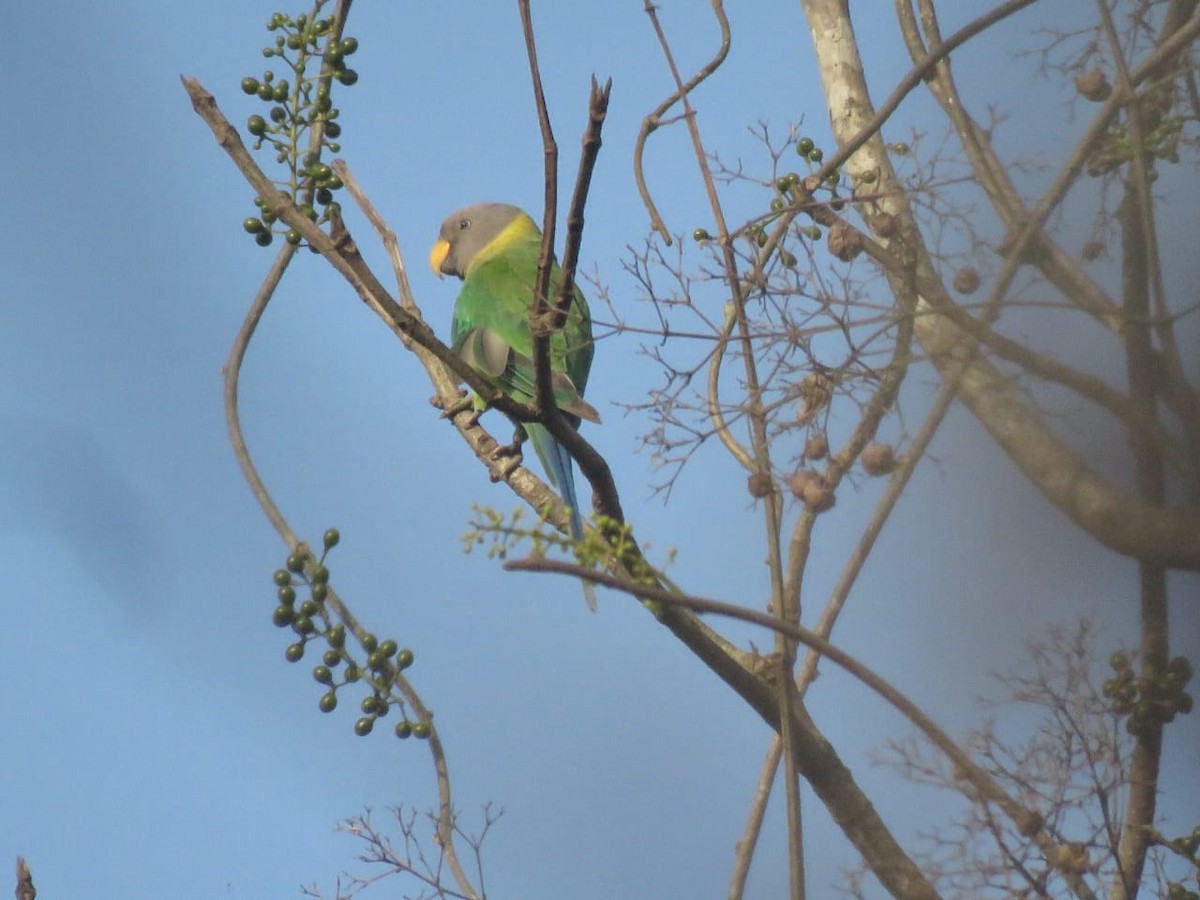 Plum-headed Parakeet - ML325091331