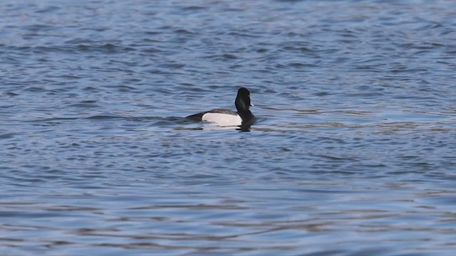Ring-necked Duck x scaup sp. (hybrid) - ML325091591