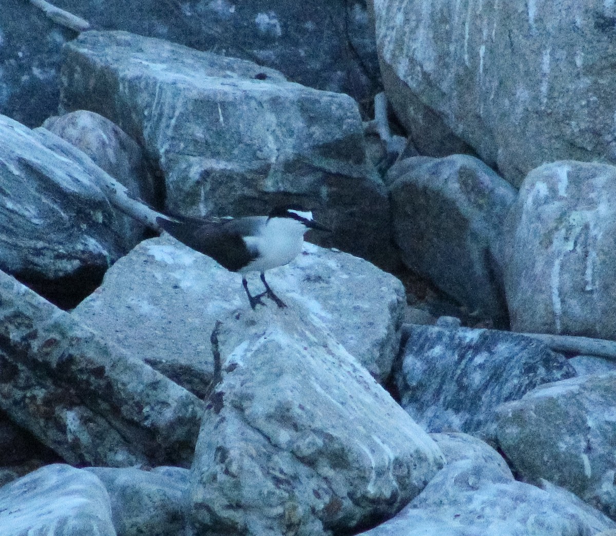 Bridled Tern - Joseph DiCostanzo