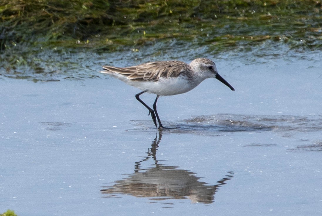 Western Sandpiper - ML325094821