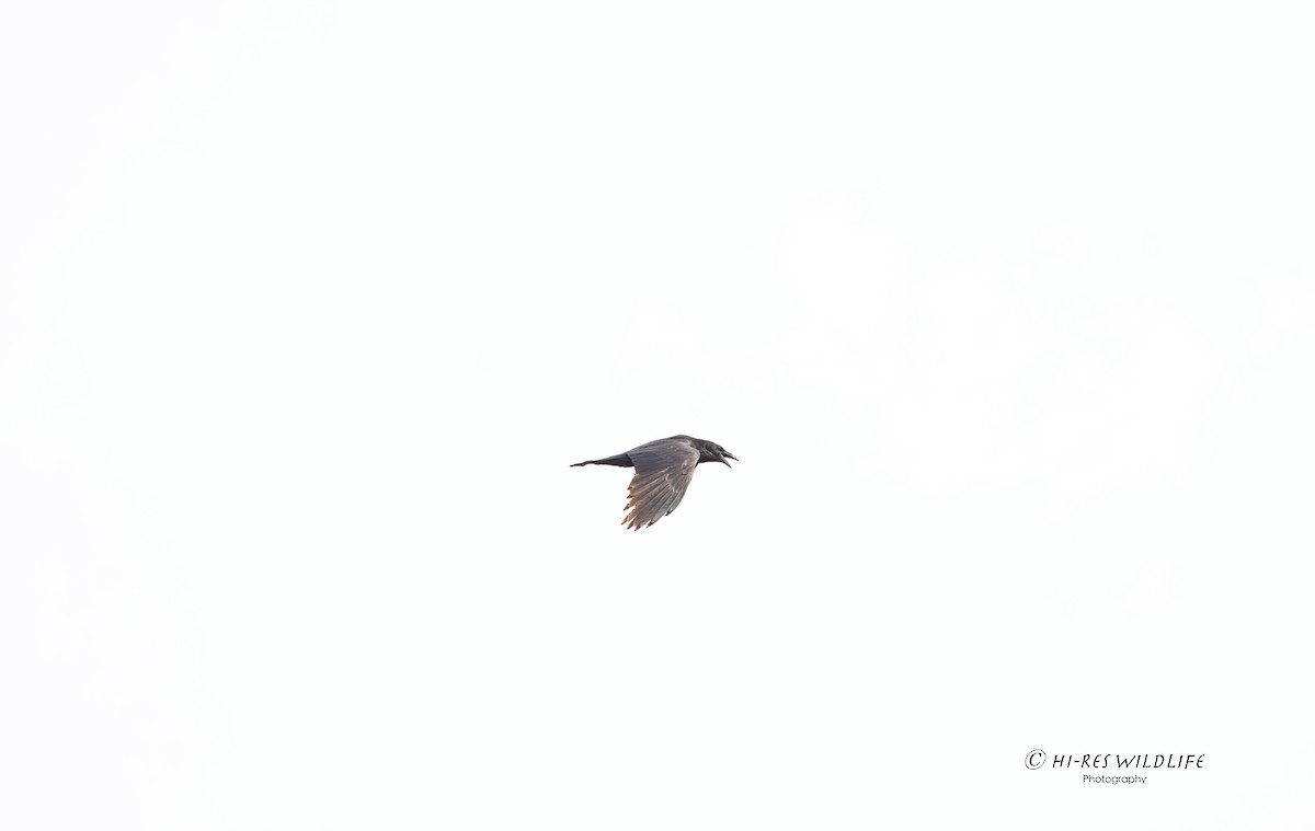 Common Raven - ML325095851