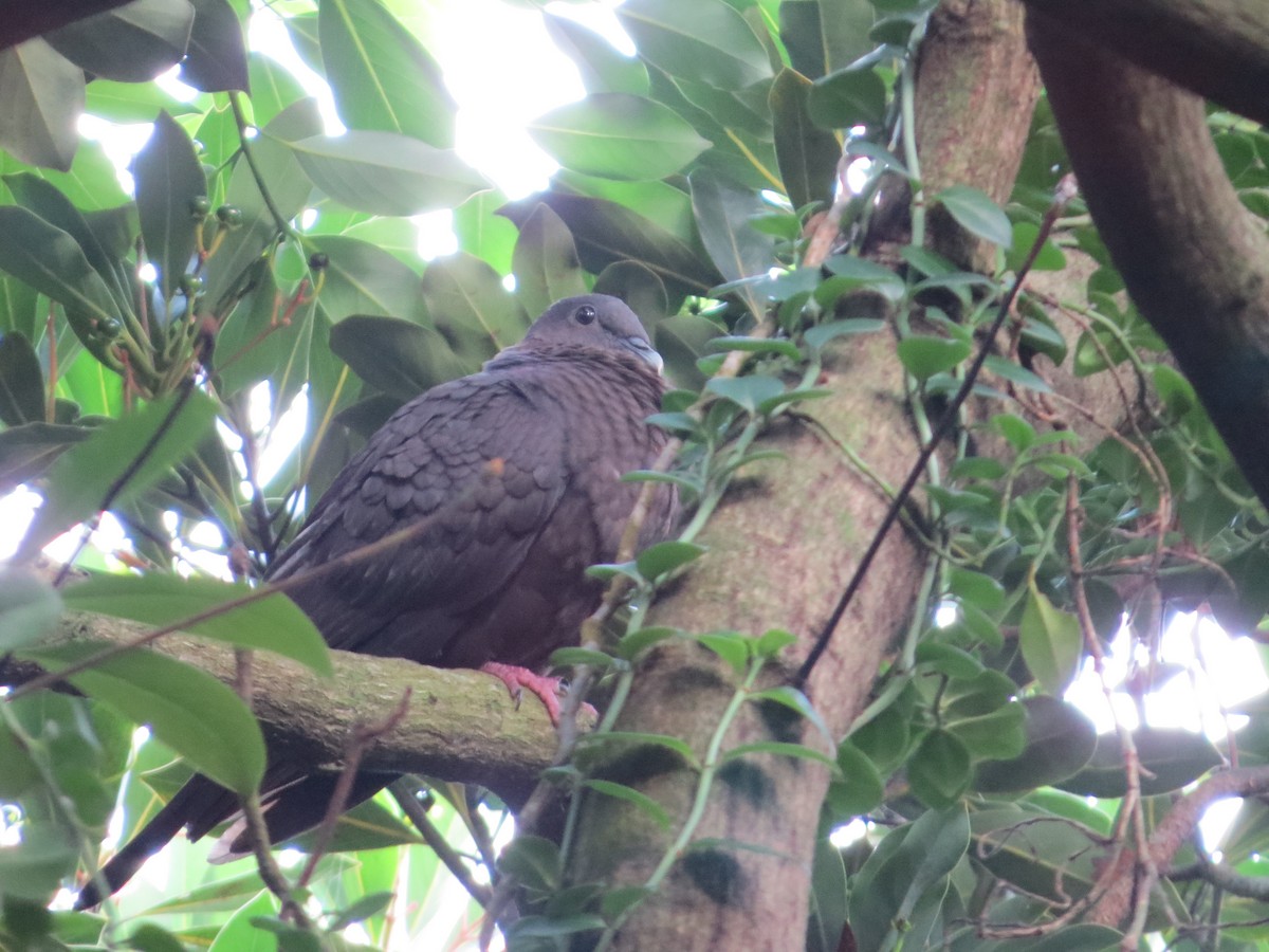 Black Wood-Pigeon - ML325096471