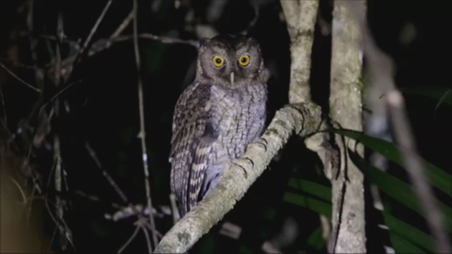 Black-capped Screech-Owl - ML325096601