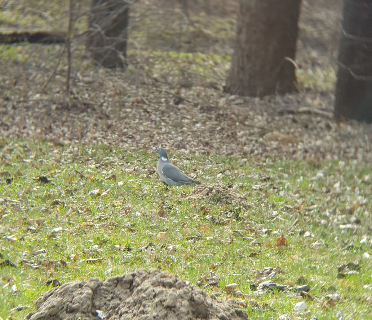 ringdue - ML325098201