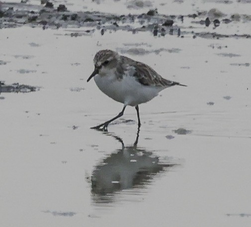 Temminck's Stint - ML325099831