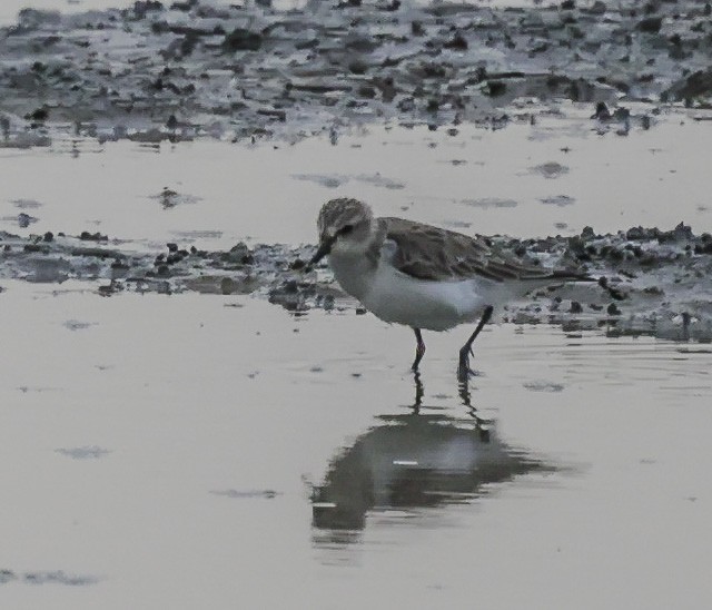 Temminck's Stint - ML325099901