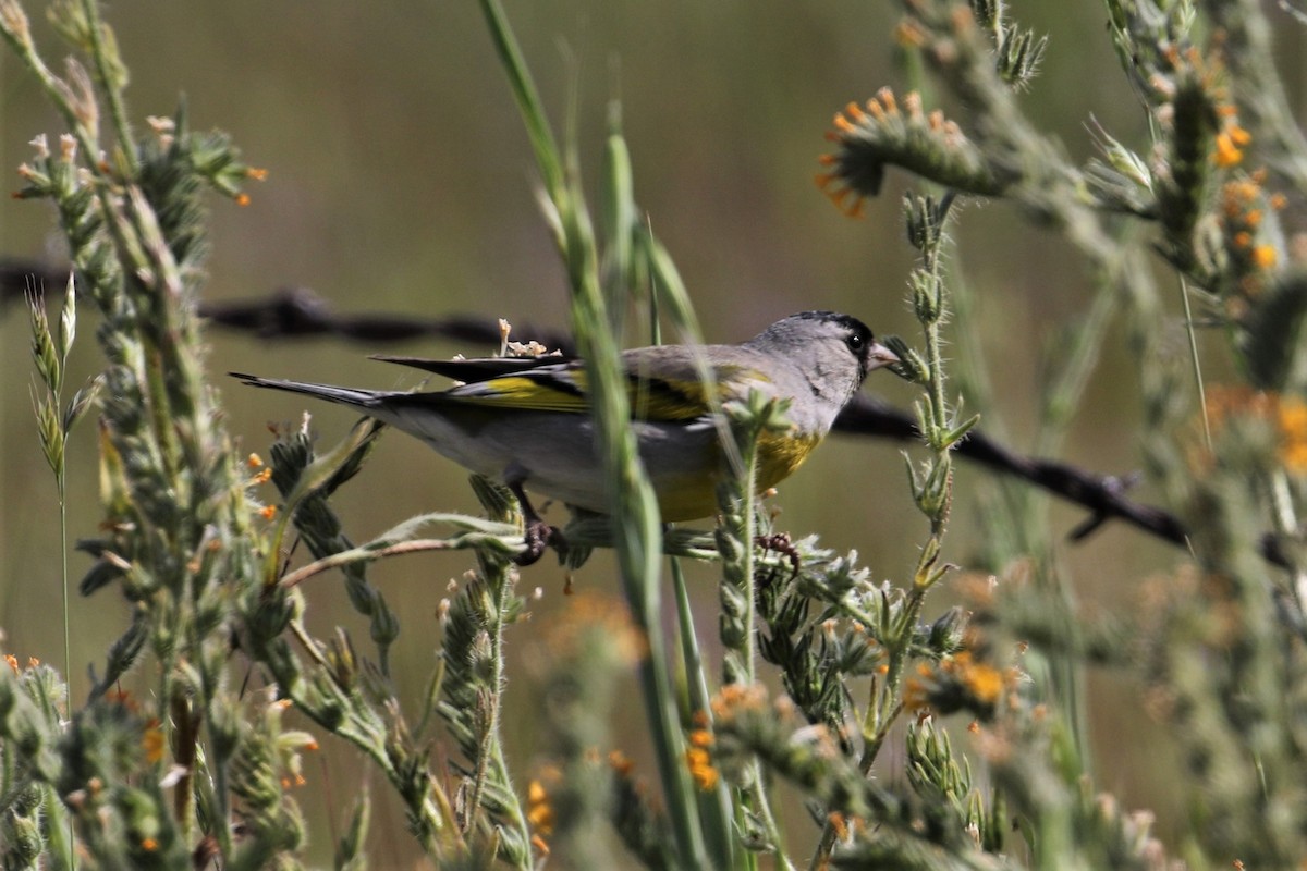Lawrence's Goldfinch - ML325105641