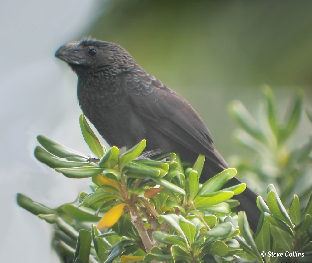 Groove-billed Ani - ML32510581