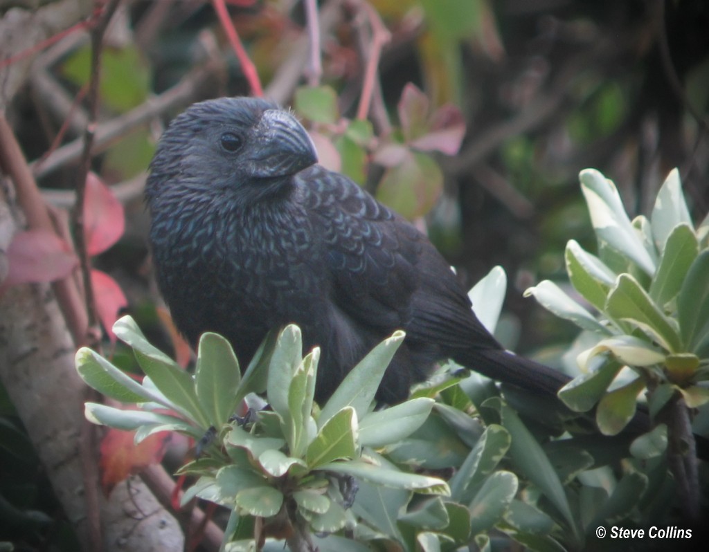 Groove-billed Ani - ML32510591