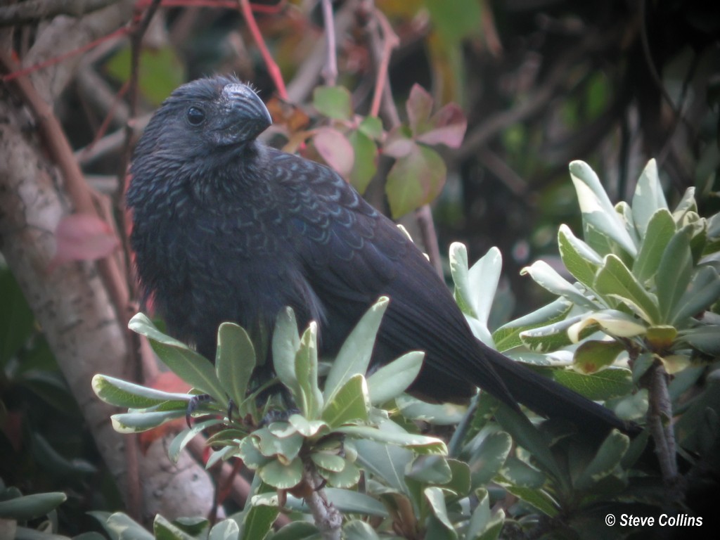 Groove-billed Ani - ML32510601