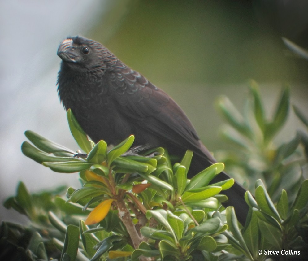 Groove-billed Ani - ML32510611