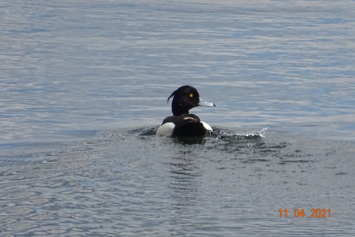 Tufted Duck - Miguel Martín Calvo