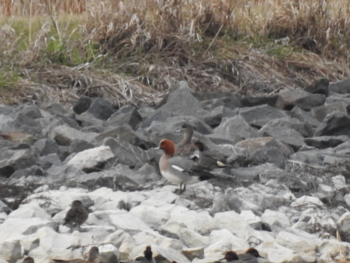 Eurasian Wigeon - ML325106621