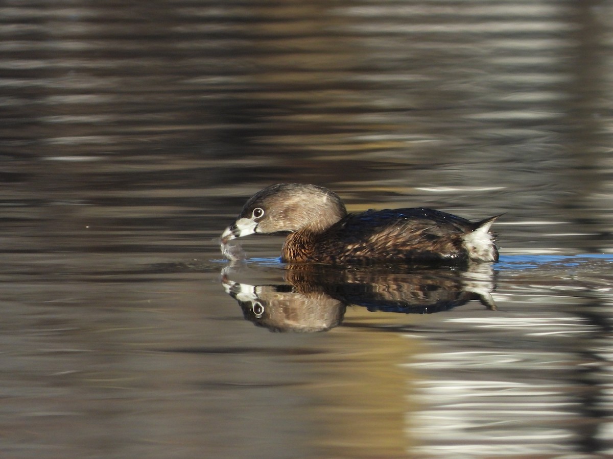 Pied-billed Grebe - James Bass