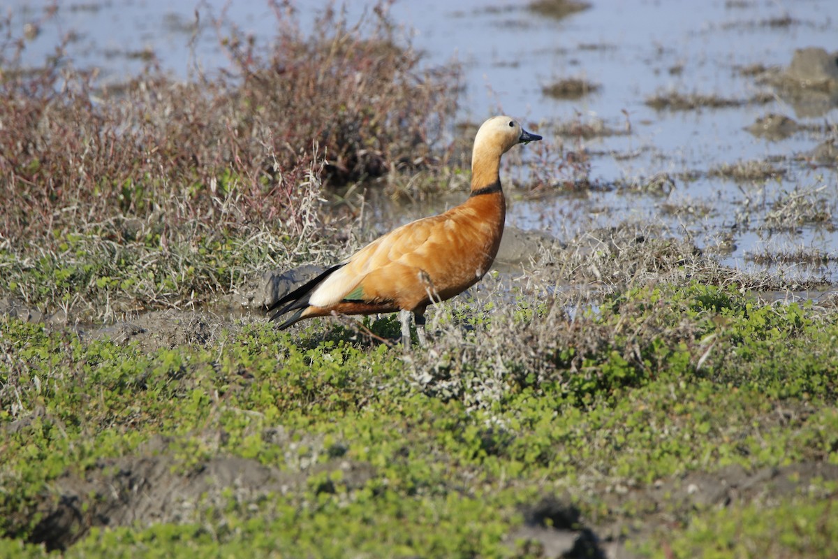 Ruddy Shelduck - Ninad Vilankar