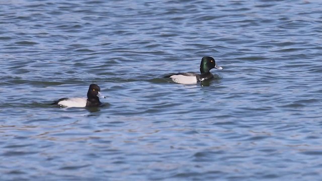 Ring-necked Duck x scaup sp. (hybrid) - ML325107051