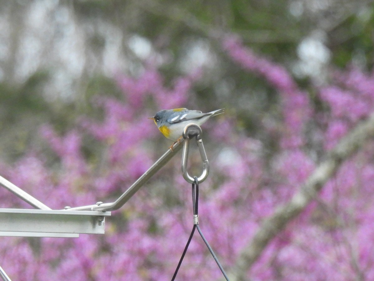 Northern Parula - Judith Ulrich