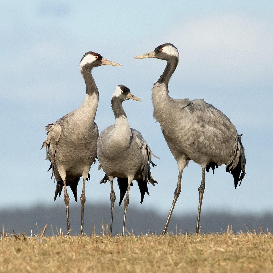 Common Crane - ML325108511