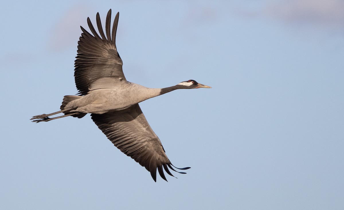 Common Crane - Lars Petersson | My World of Bird Photography