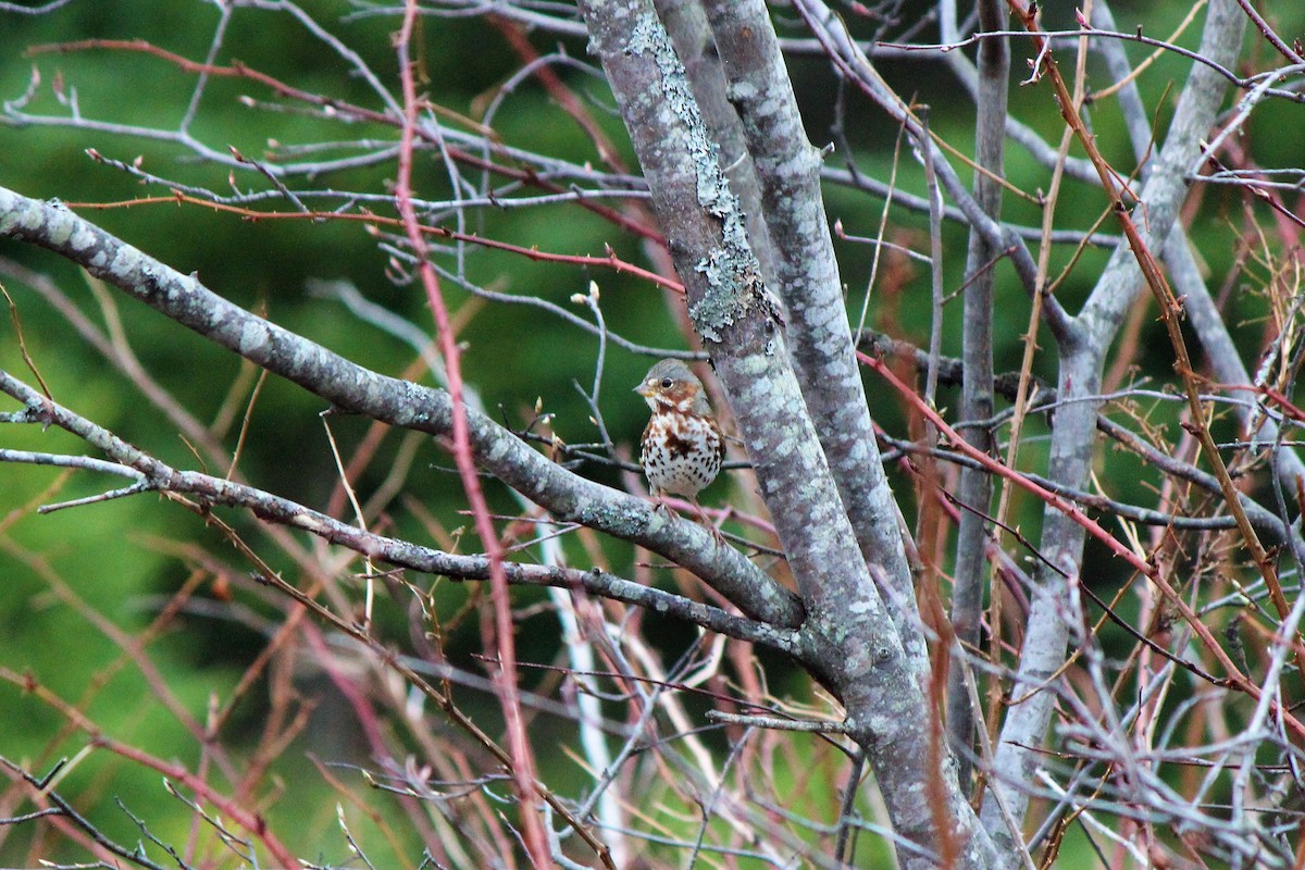 Fox Sparrow - ML325110891