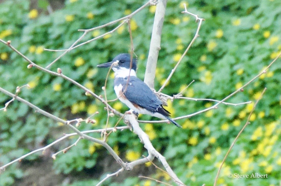 Belted Kingfisher - ML325110911