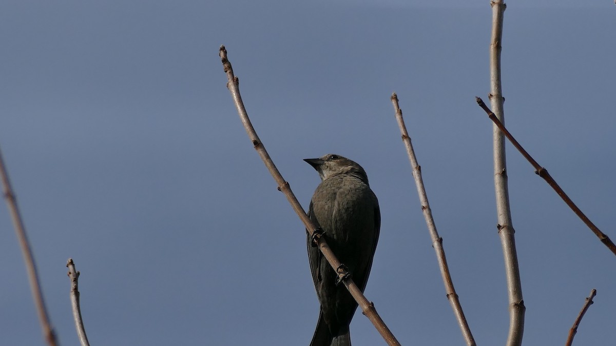 Brown-headed Cowbird - ML325113171